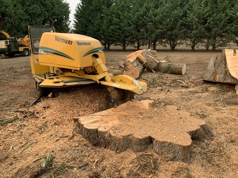 oak stump grinding